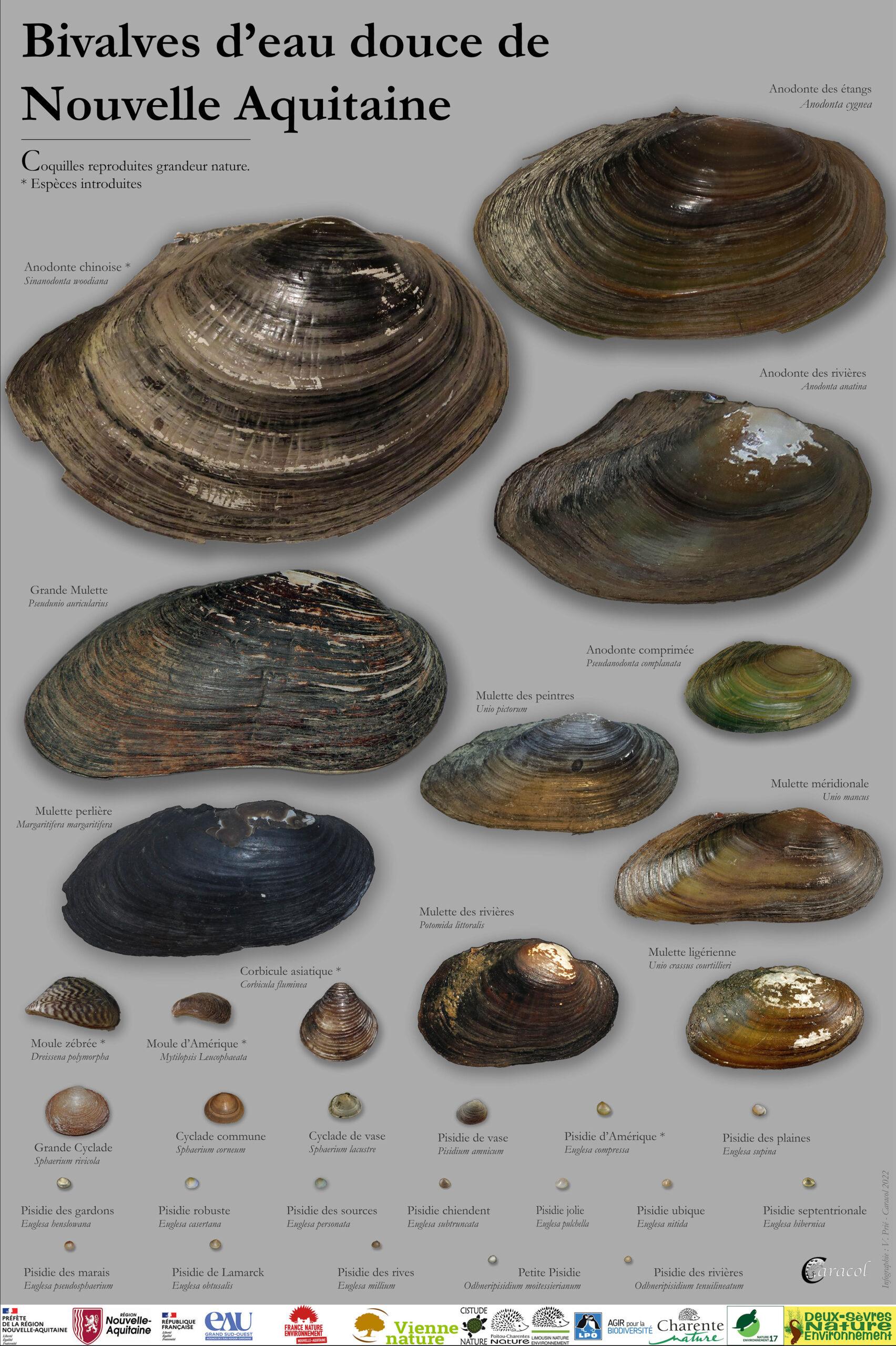 Affiche_Mulettes_NA_web-scaled
