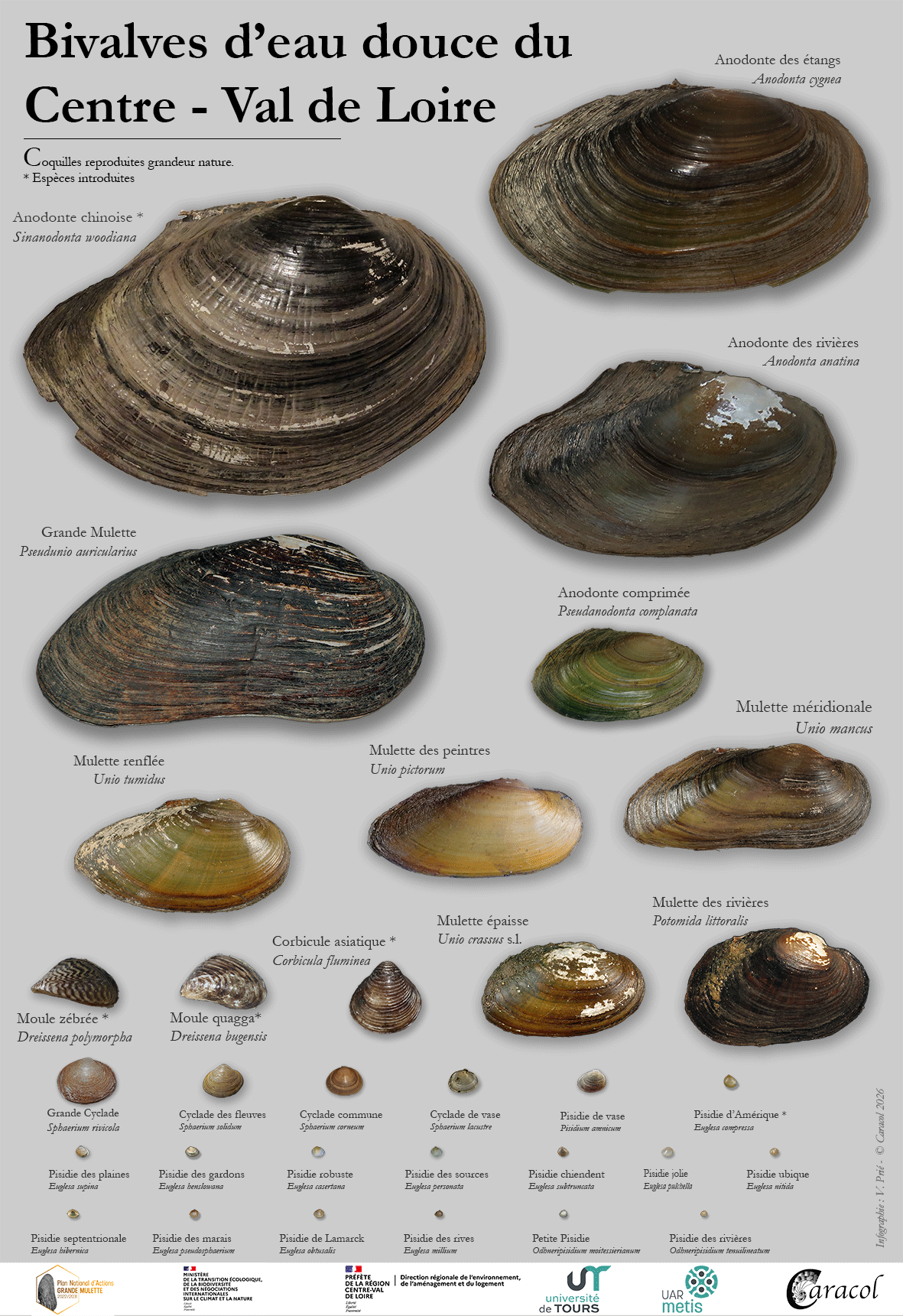 Bivalves_CentreVdL_WEB